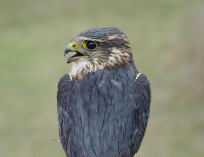 Merlin adult male