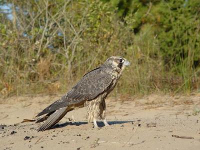 Peregrine Falcon juvenile female