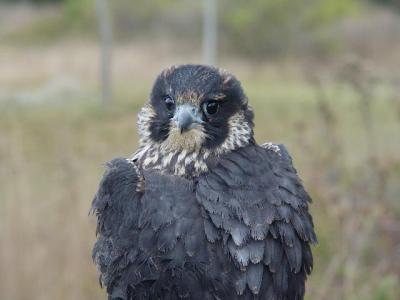 Peregrine Falcon juvenile female