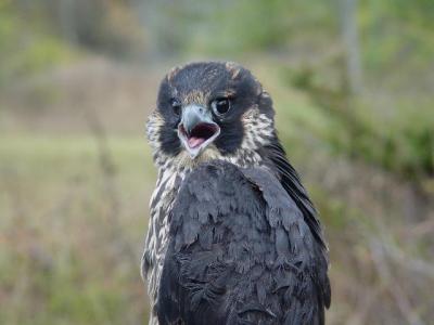 Peregrine Falcon juvenile female