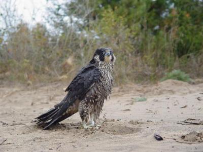 Peregrine Falcon juvenile female