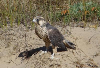 Peregrine Falcon juvenile male