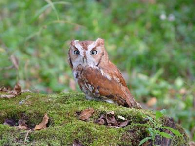 Screech Owl