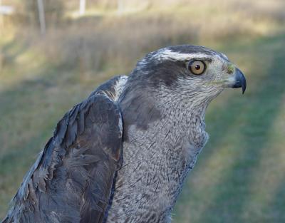 Northern Goshawk adult female