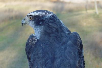 Northern Goshawk adult female