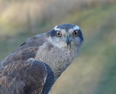 Northern Goshawk adult female