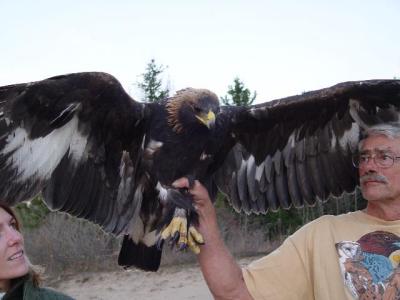 Golden Eagle juvenile