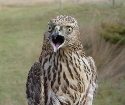 Northern goshawk juvenile female