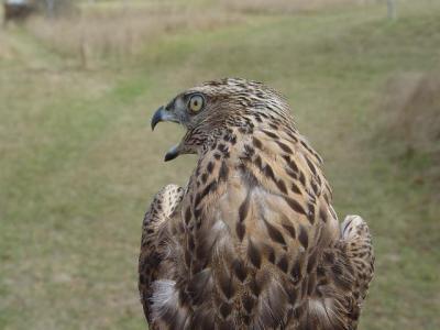 Northern goshawk juvenile female