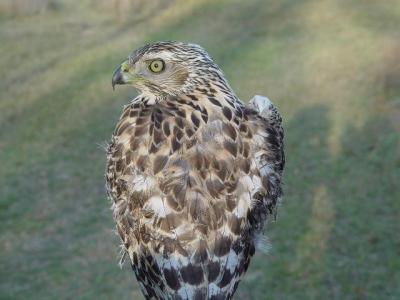 Northern goshawk juvenile male