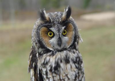 Long-eared Owl