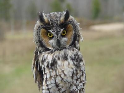 Long-eared Owl