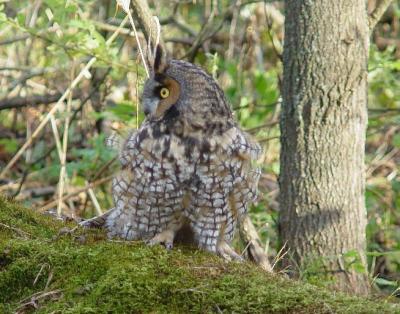 Long-eared Owl