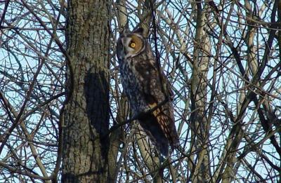 Long-eared Owl