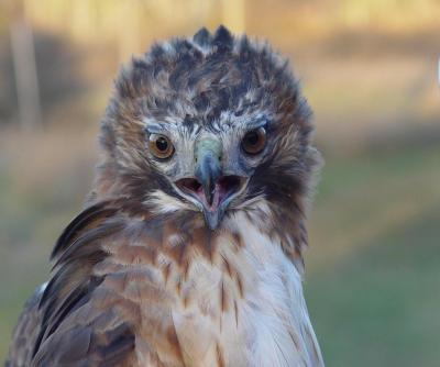 Red-tailed Hawk adult