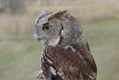 Screech Owl