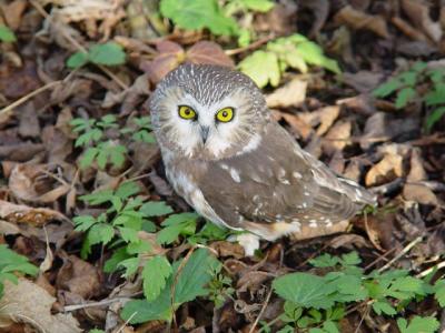 Saw-whet Owl