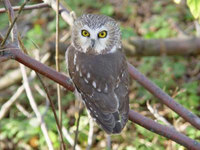 Saw-whet Owl