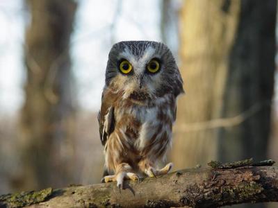 Saw-whet Owl