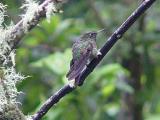 Buff-tailed Coronet