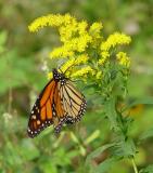 Monarch butterfly on goldenrod