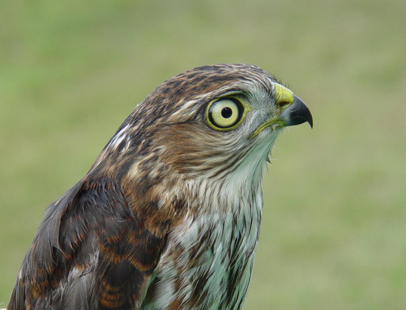 Sharp-shinned Hawk juvenile male