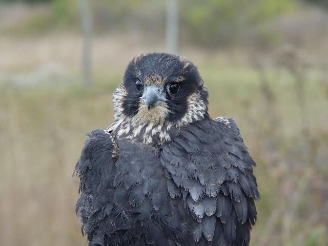 Peregrine Falcon juvenile female