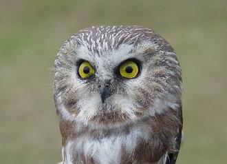 Saw-whet Owl