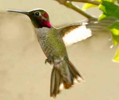 IMG_6102 hummer.jpg