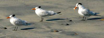 IMG_6667terns.jpg