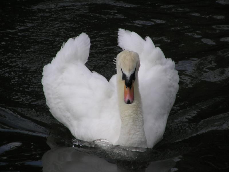 Swan