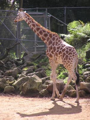 Giraffe