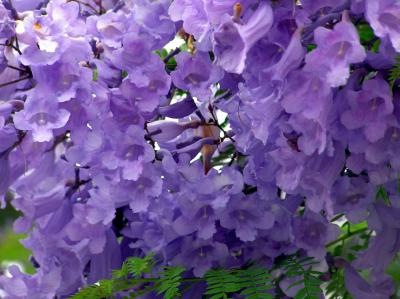 Lilac.jpg