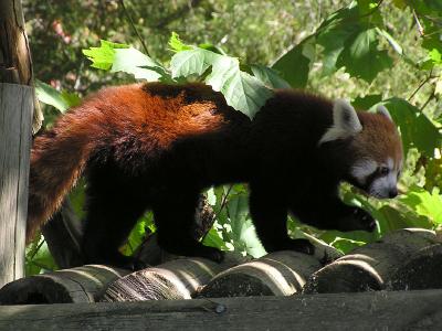 Red Panda.jpg