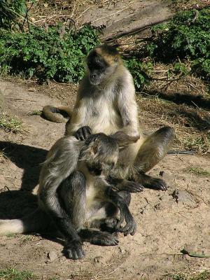Monkey.jpg
