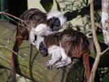 Cotton Top Tamarin