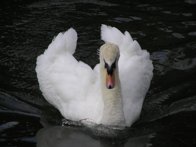 Swan