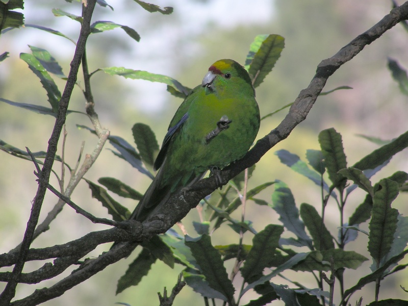 Parakeet