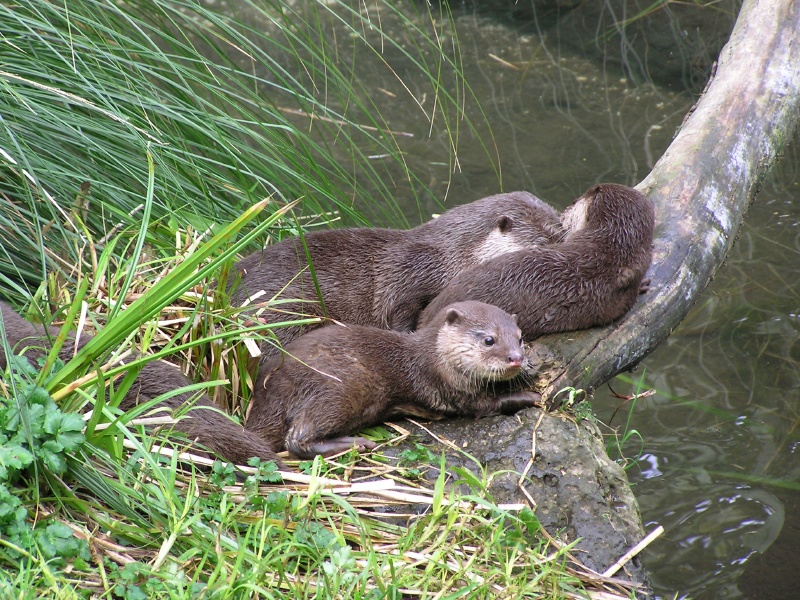 Otters