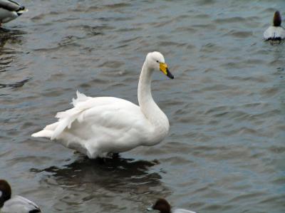 Whooper Swans at Welney, Norfolk