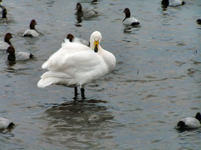 Welney_2005_0103AB_c1.JPG