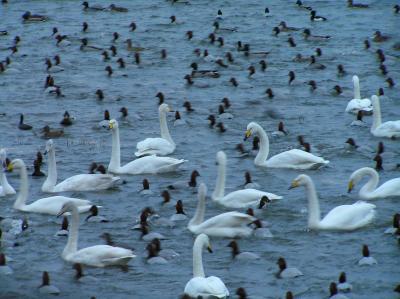 Welney_2005_0103AM.JPG