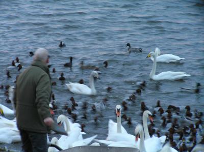 Whooper Swans at Welney, Norfolk