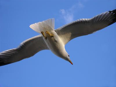 Gulls and other fine Feathered Friends