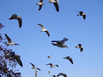 Gullduggery in the Air