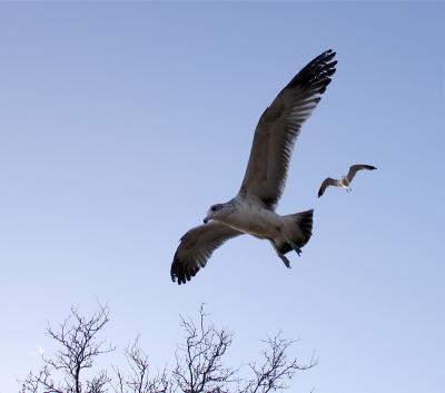 Final Approach