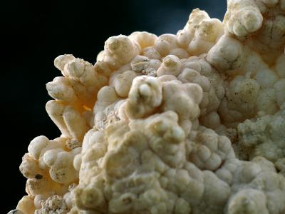 Calcite Nodules