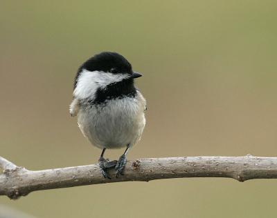 Chickadee 1