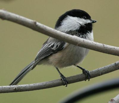 Chickadee 2