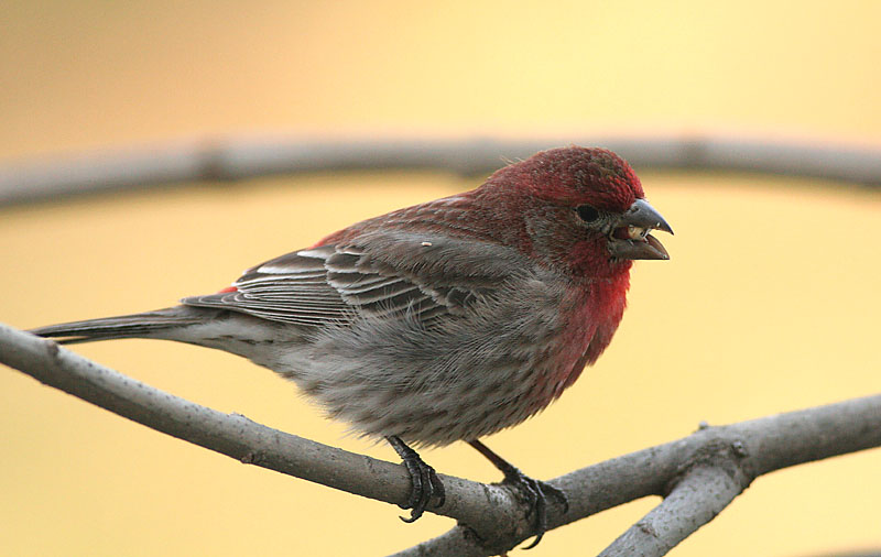 House Finch